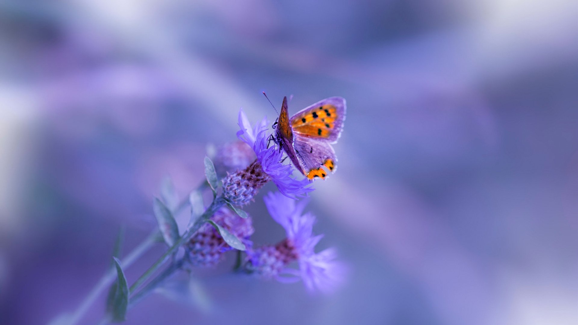 凯尔特人历史系列展览登陆波士顿美术馆，凯尔特人boston