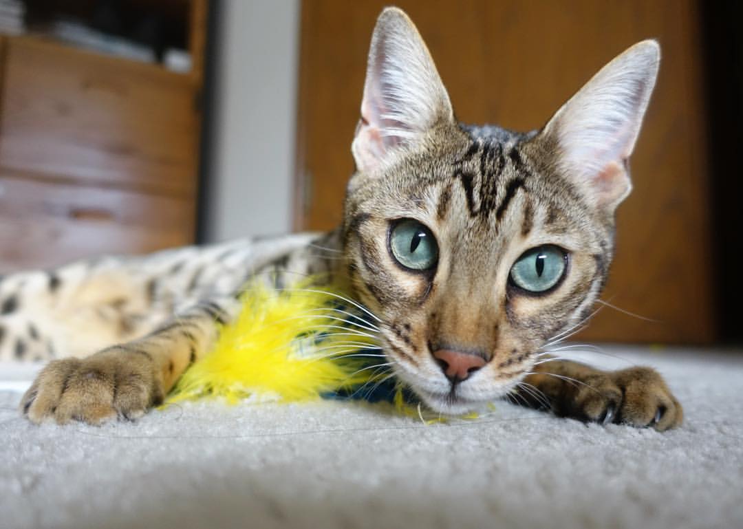 开云LOL-德甲关键扑救决定比赛走向，战术变化令人惊喜，德甲揭幕战